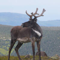 Gary Lawless - Caribouddhism by Warriorpoets