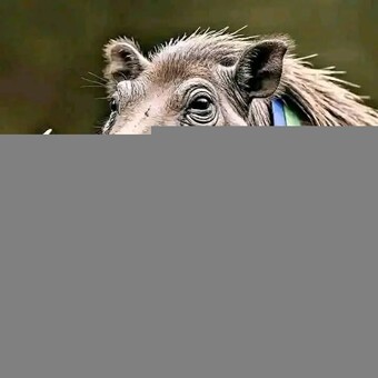 Nombulelo Filoe Mfebe