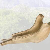 Son Montuno Samples Demo for the Quijada Rare Percussion Pack by Jon Griffin