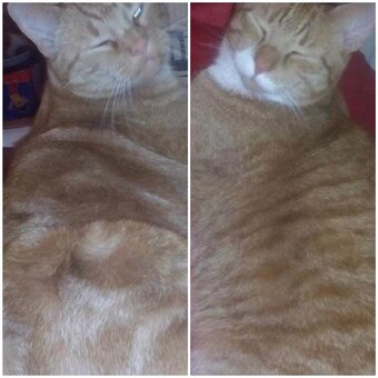 SandarielatMoSanProductions