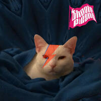 Bowie Showie By Request - Phoole and the Gang 429 by phoole