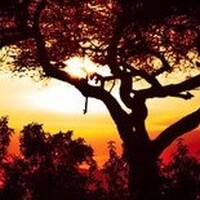 House Station for Afro / Tribal / Deep / Soulful House