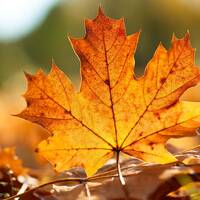 Autumn by Dj Hoffman
