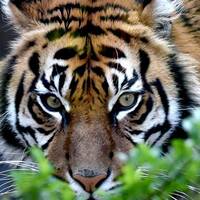 Tiger Trance Remix By ll DJ SHEKAR FROM VIKARABAD ll www.Djoffice.in by www.Djoffice.in