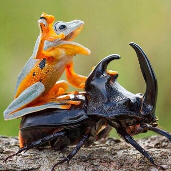 Danilovic Sarabinsky