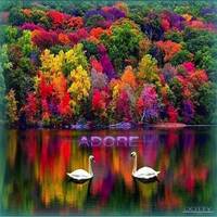 DOTTYmusic#42 - ADORE by DAMIR.