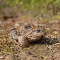 Grass Frogs - Frog Weddings by Notes on Sound