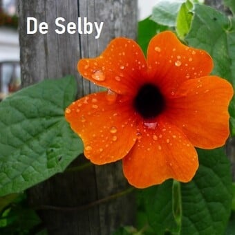 De Selby