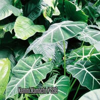 Kemmi Kamachi # 556 by Kemmi Kamachi