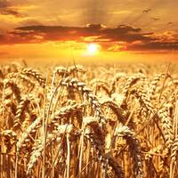 Цены на пшеницу и ячмень на мировых рынках ежедневно растут, что вызывает обеспокоенность Министерства сельского хозяйства Казахстана by BUSINESS FM