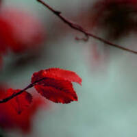 Francis M - House Classics (Enero 2015 Vinyl Mini Set) by Francis M