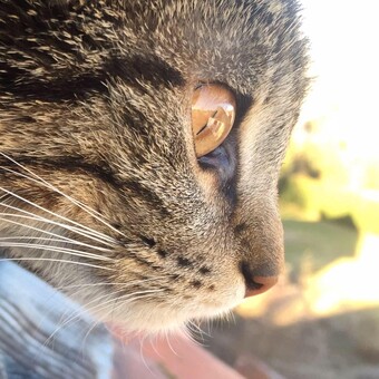 Janko Soundzerst&ouml;rer