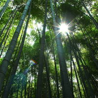 Rayn Roberts - Secrets From Mountains Above Nagoya by Warriorpoets