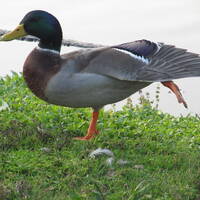 Progressive Disco Duck by NyxSix Supernova