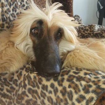 Heinz Peter Schuster