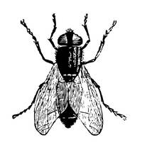 Songs from the Gates by Fly Tapes