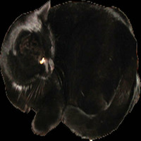 Le chat tout noir by Gérard Delassus