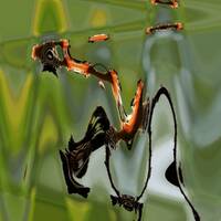 Café serré by Gérard Delassus