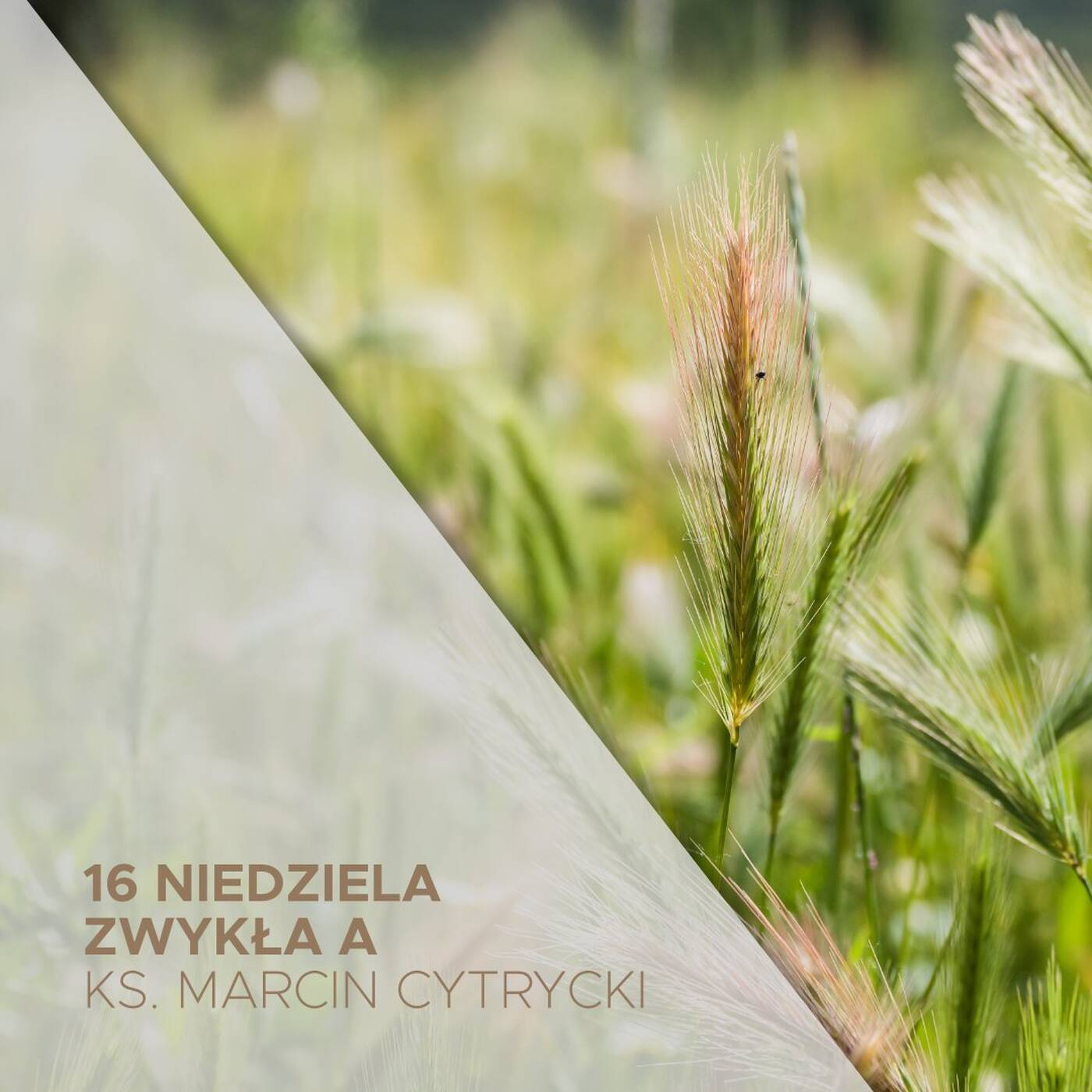 23.07.2023 - 16. Niedziela Zwykła (A) -  Trzy przypowieści i dwie ważne prawdy - ks. Marcin Cytrycki episode artwork