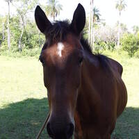 solo para tu by Hans Krauß