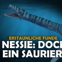 Funde in Marokko - Nessie im Loch Ness_ Doch ein Plesiosaurier_ (Dinosaurier) by NuoFlix