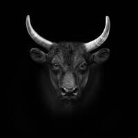 Unknown B by DJ MAUER stark wie ein Stier