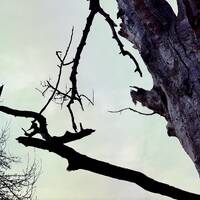 ATTENTION, FORWARD-RATUS, DETERMINATUM INNOVATIVE IMAGINATIVA, ADAPTIVA by SIRQBASS