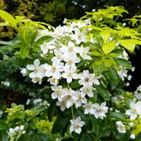 Choisya ternata by Gérard Delassus