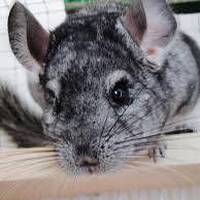 Les animaux de compagnie - Rottweiller et chinchilla by Frequence Sillé