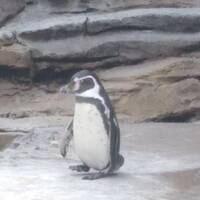 The F*ckbasket Episode 5 by NyxSix Supernova