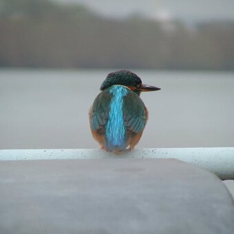 Marl&egrave;ne Lolivret