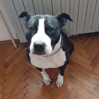 Temporal Transmission