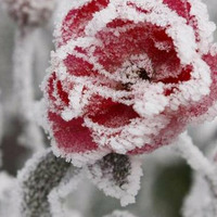 Ronny - Aus Blumen werden Kristalle by Ronny Bergner