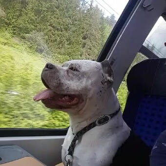 Gabriele von Homberg