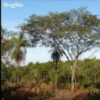 Bergflöte by Hans Krauß