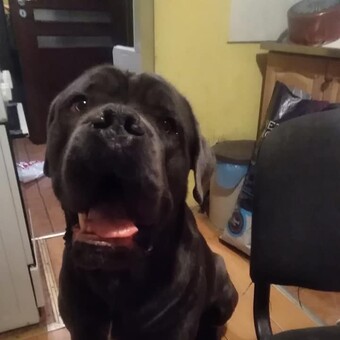 Franti&scaron;ka Ježekov&aacute;