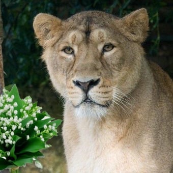 Emission radio liontime