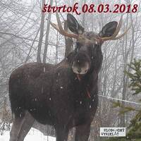 Volanie lesa 11 - 2018-03-08 Los európsky mokraďový ako pôvodný zástupca fauny na Slovensku… by Slobodný Vysielač