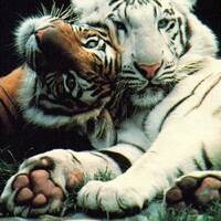 2016_10_16_Thelisis_-_We are all gods 095 - TechnoShoxx by Thelisis