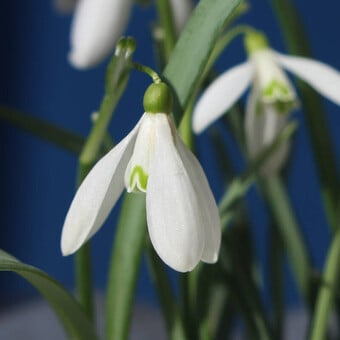 M&eacute;diath&egrave;que G. Brassens