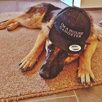 Alistair DogHouse Bailey