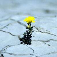 Resilienz - Innere seelische Stärke durch Widerstandskraft - Vortrag von P. Christoph Kreitmeir am 24.11.2014 im Radio Horeb by Christoph Kreitmeir