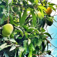 Hot Mangoes in My Yard (115bpm disco house mix) by Orangewarrior