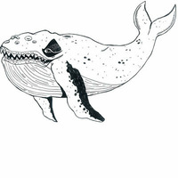 lekker walvis by r05t
