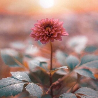 M&oacute;nica De Carranza