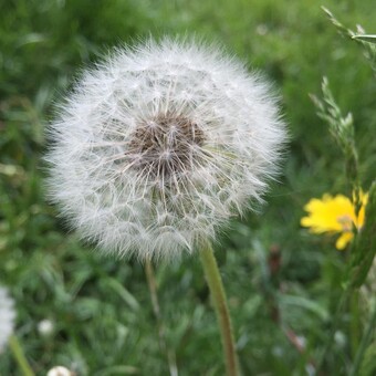 Žilvinas Demendžiūnas