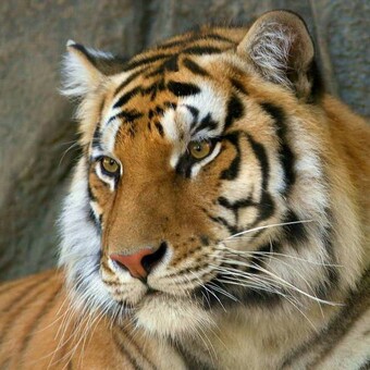 Andrey Vladimirovich