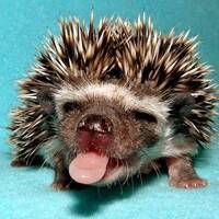 Programa 106 "Belarrimotza_Sound_System", grabado el 01/06/2017 by BelarrimotzaSoundSystemProgram