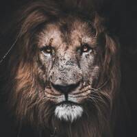 All The Earth Marveled After The Beast PT1 by Anthony Dyous