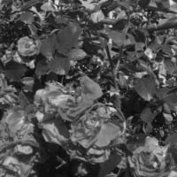 l e s d e r n i e r s j o u r s by M A D M A D S E N